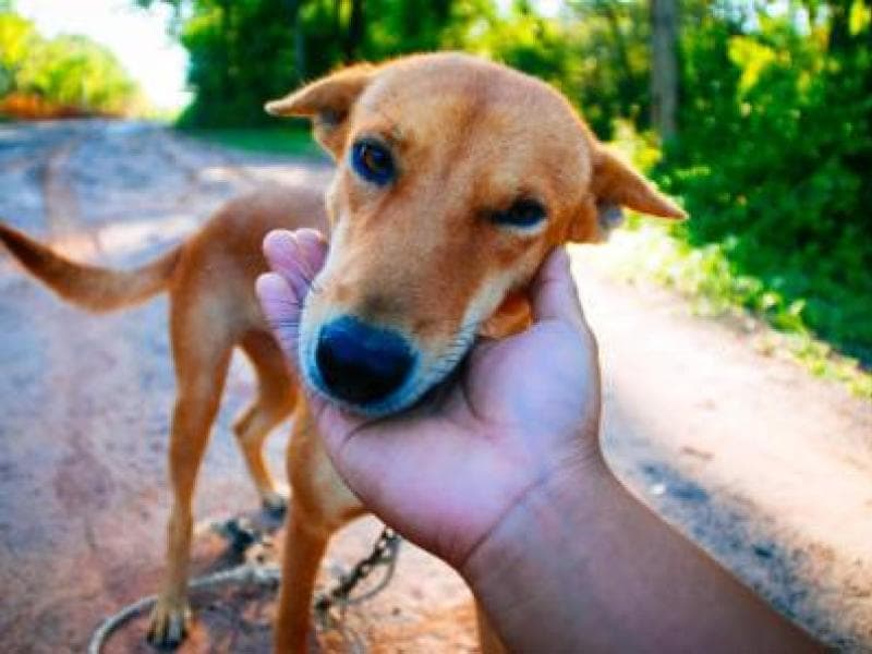 Decreto Municipal institui o Selo “Empresa Amiga dos Animais”