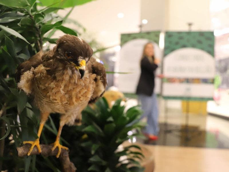 Fujama promove ações alusivas ao mês do meio ambiente