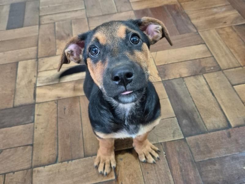 Sábado de feira de adoção da Fujama na Praça Angelo Piazera