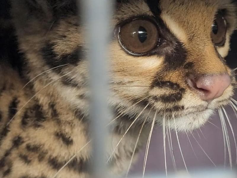 Jovem gato maracajá é resgatado dentro de galinheiro no Rio Molha