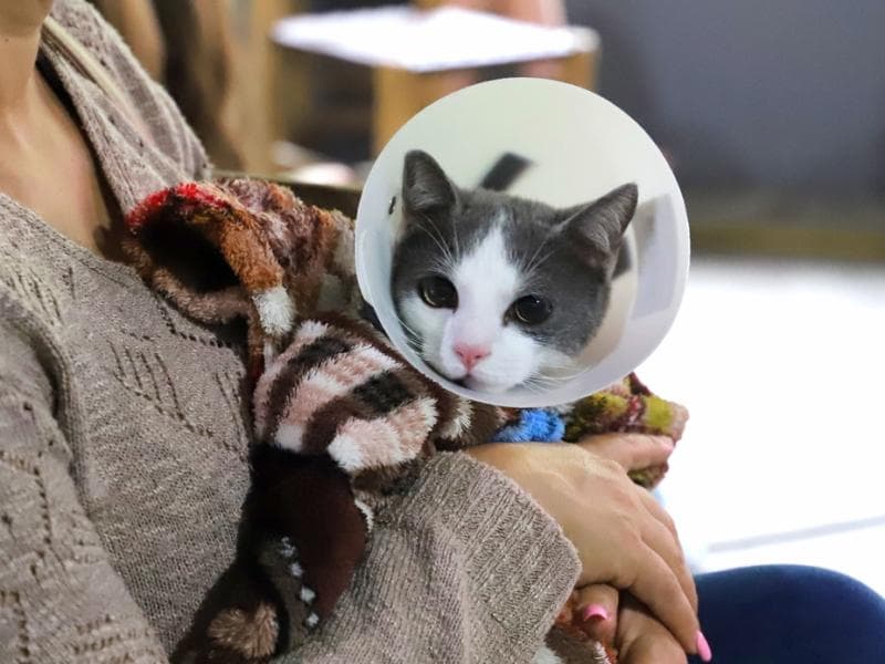 Fujama promove castrações gratuitas de cães e gatos esta semana