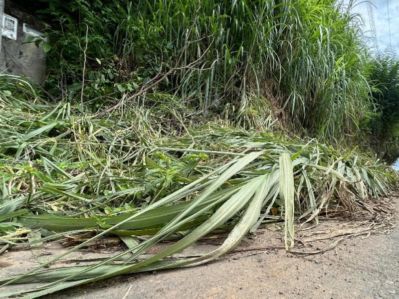 Está na Lei: Limpeza de calçadas e terrenos baldios é dever do proprietário