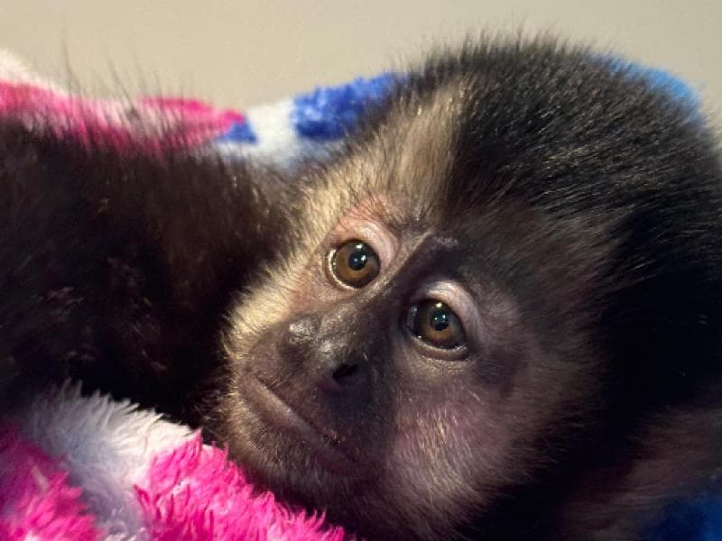 Ferido, macaco-prego é encaminhado para Fujama