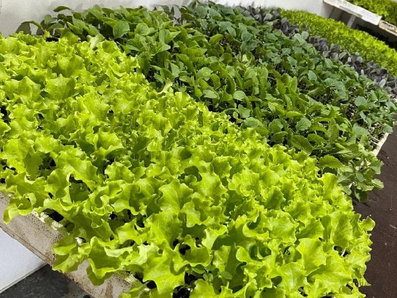 Programa Germinar distribuiu mais de 1,3 milhão de mudas
