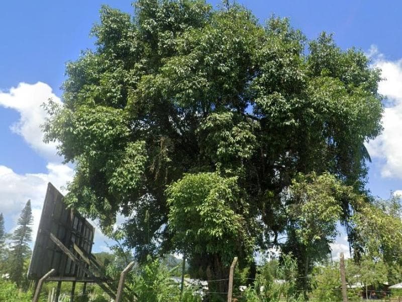 Corte de árvores isoladas tem regulamentação atualizada