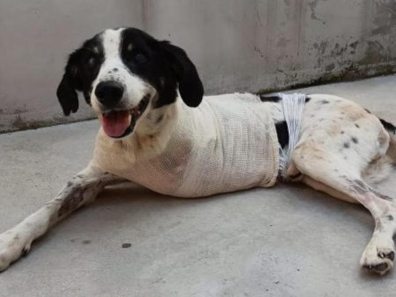 Nova feira de adoção de pets movimenta a Ângelo Piazera neste sábado