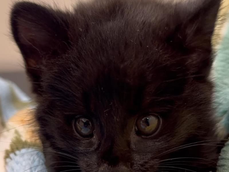 Raríssimo gato-do-mato melânico é encontrado em Santa Luzia