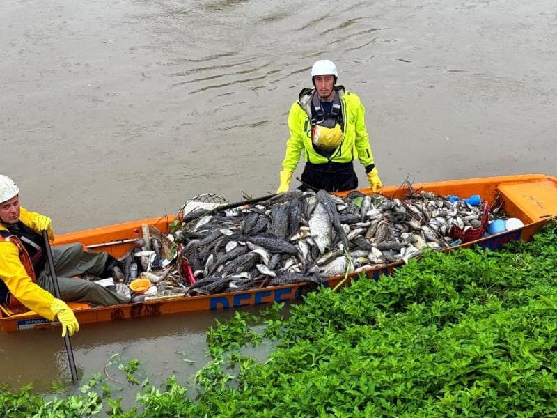 Força-tarefa estima ter recolhido 2 toneladas de peixes do Rio Jaraguá