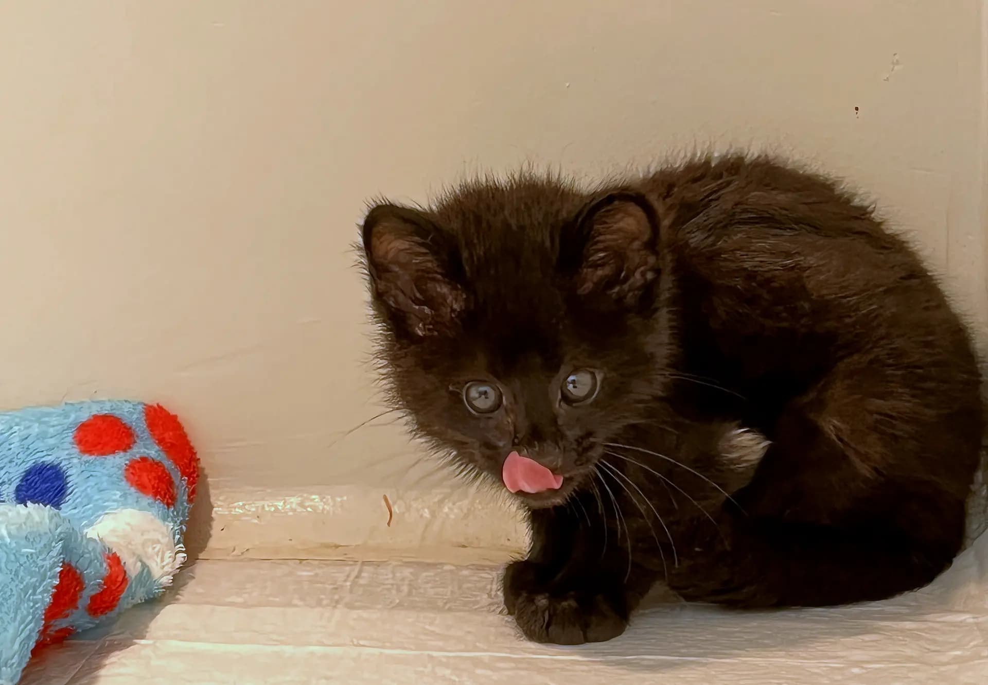 Resgate de fauna registra 603 ocorrências em 2025