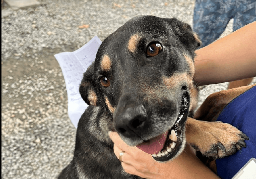 Nova feira de adoção da Fujama na Praça nesse sábado (11)