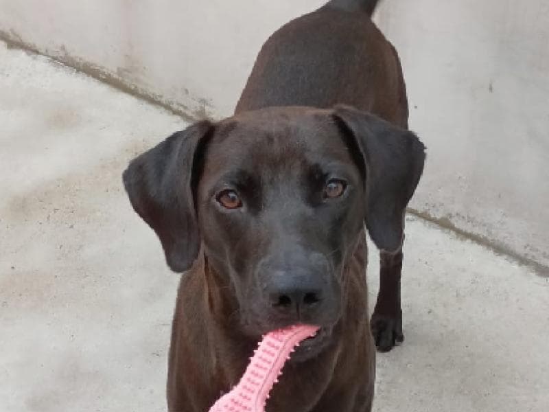 Feira de adoção da Fujama movimenta Praça Ângelo Piazera neste sábado