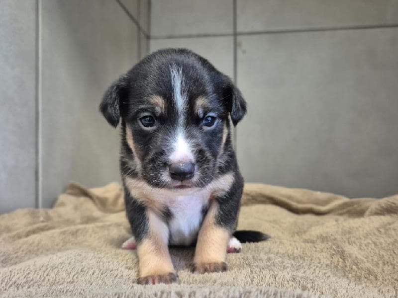 Tem feira de adoção da Fujama na Praça Angelo Piazera neste sábado