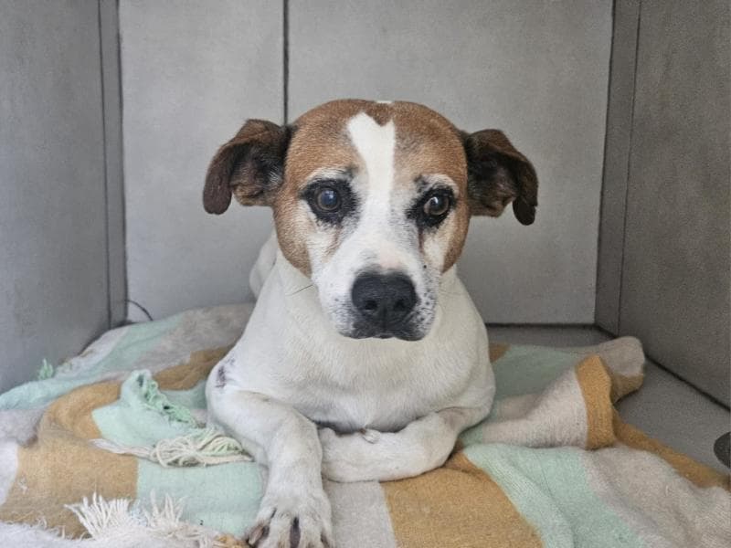 Aberto edital voltado à prestação de serviços de hospedagem de cães e gatos