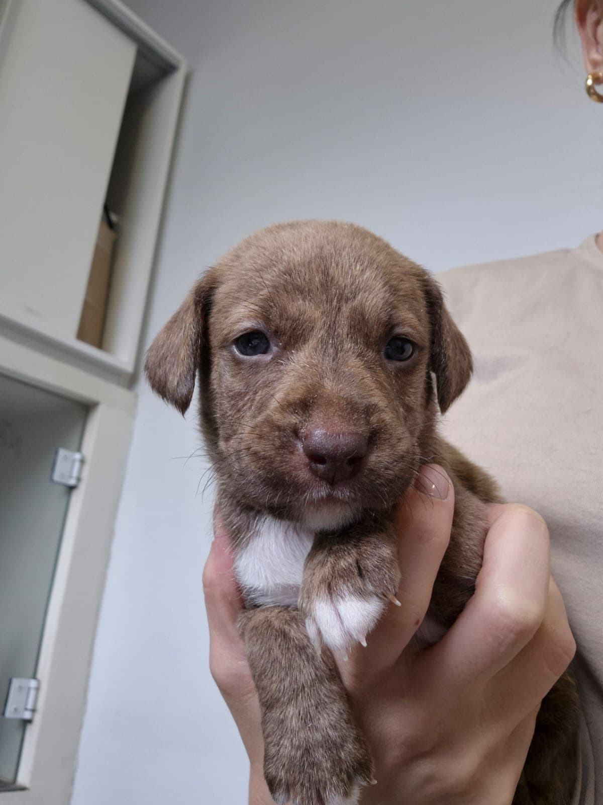 Sábado terá nova feira de adoção de pets na Praça