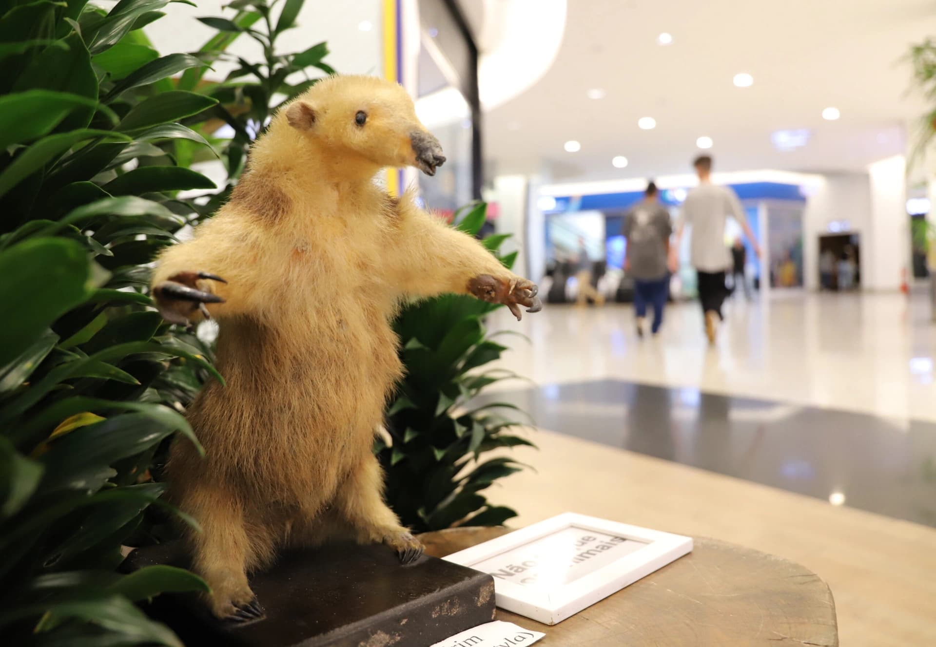 Ações na Praça marcam aniversário da Fujama neste sábado