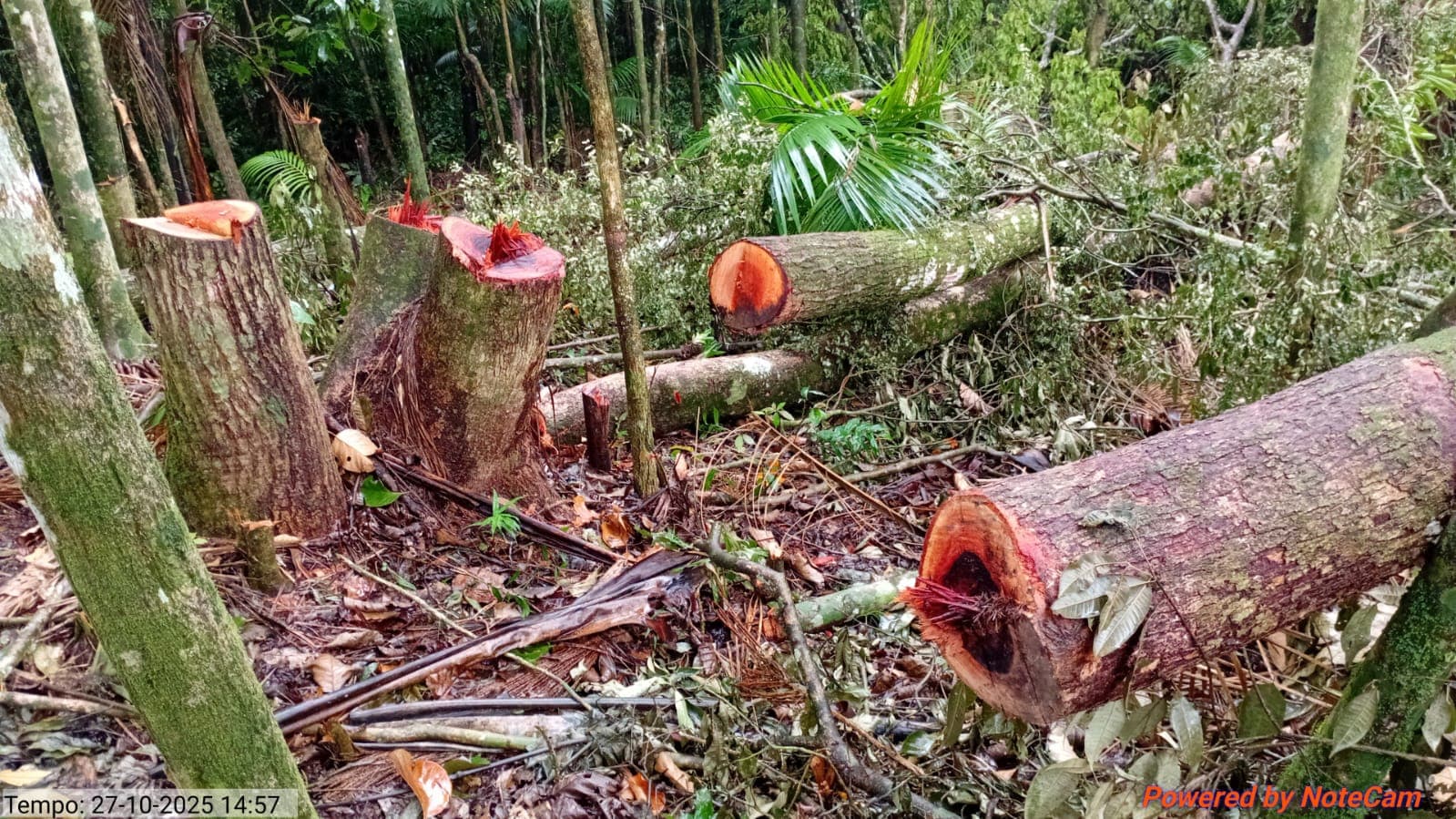 Fujama constata corte ilegal de vegetação e parcelamento irregular de solo