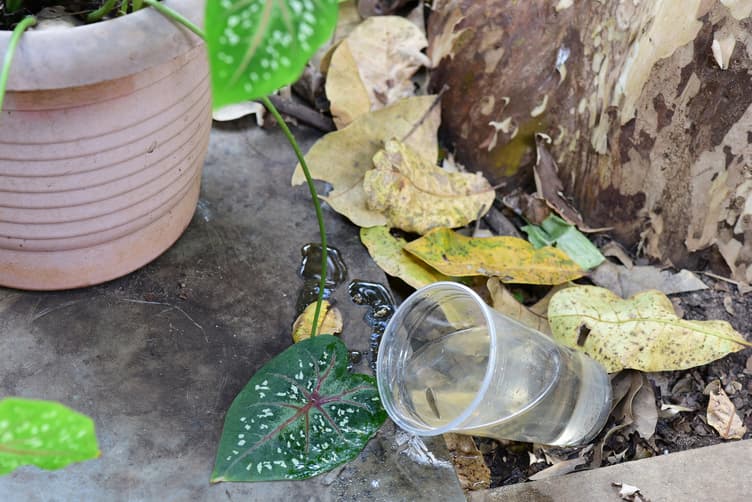 Combate à dengue: Saúde reforça alerta sobre cuidados para evitar a proliferação do Aedes Aegypti