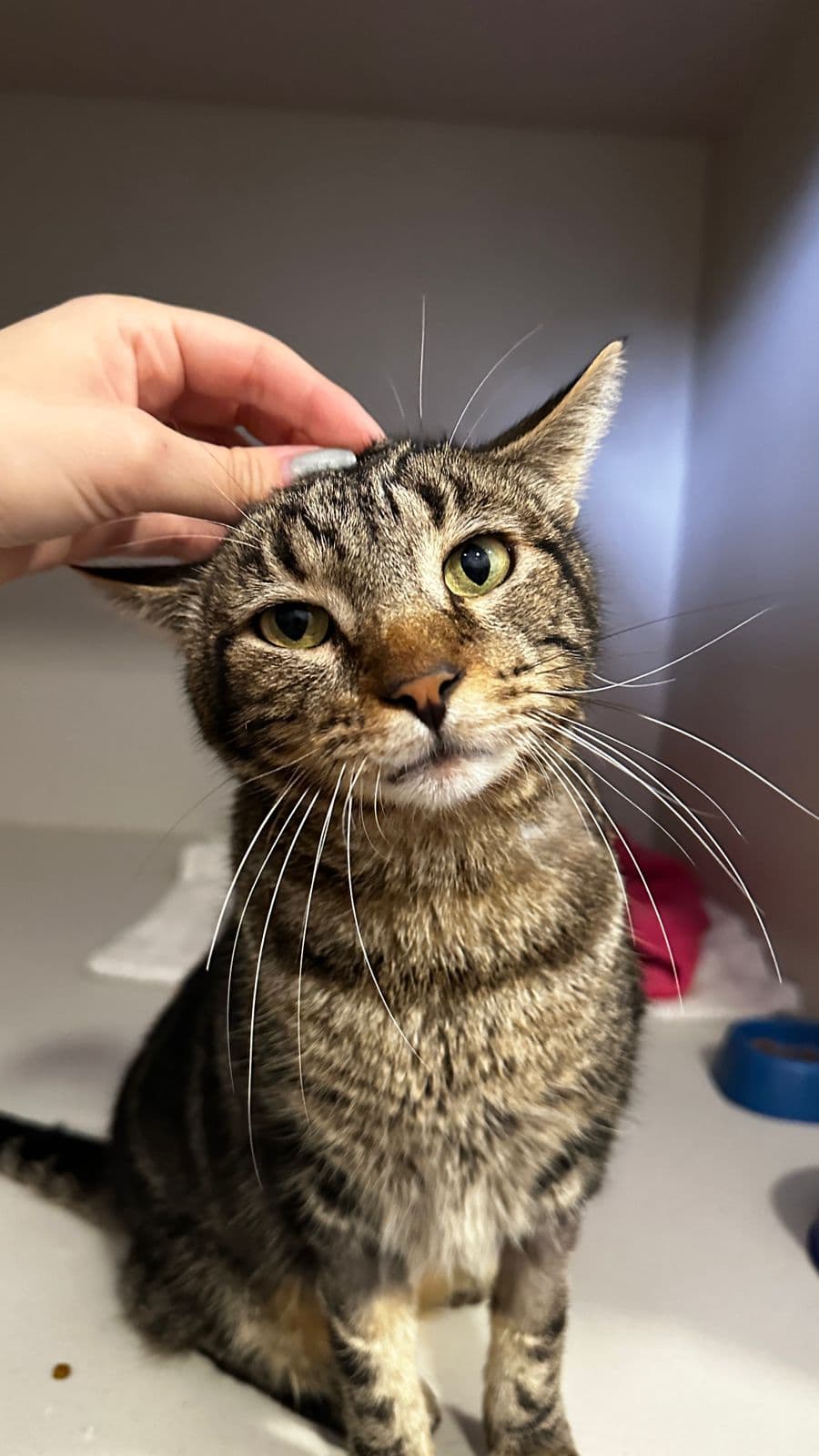 Sábado terá nova feira de adoção da Fujama na Praça